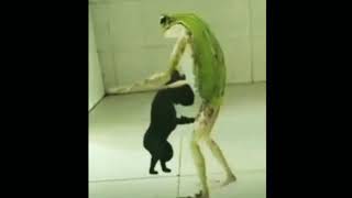 Kucing Dan Katak Bergoyang Duet Maut