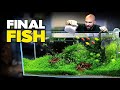 Adding FINAL FISH To Asian Fish Aquarium | MD Fish Tanks