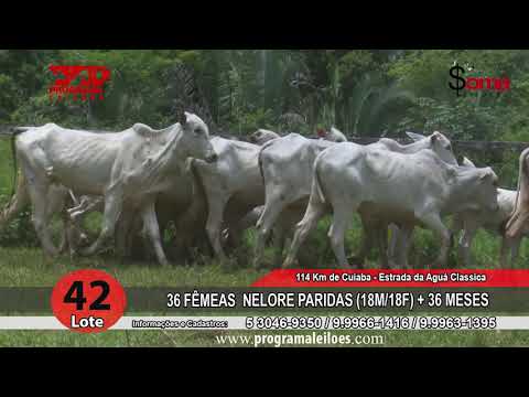 LOTE 42