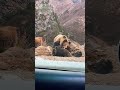Wildbär am Fressen: Wie Natur in den Bergen ihre Kraft zeigt