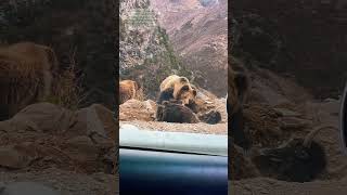 Wildbär am Fressen: Wie Natur in d...