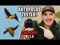 Canon R5II New Firmware Has It Improved The AF Precapture Password More Canon R5II New Firmware Has It Improved The AF Precapture Password More