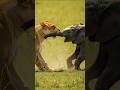 Mother Elephant vs Wicked Lion 🐘🦁 #animals #wildlife #shorts