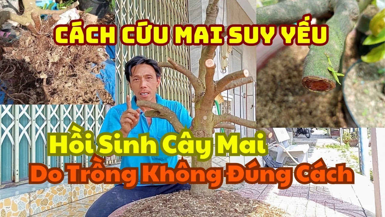 Cách Cứu Mai Suy Yếu – Hồi Sinh Cây Mai - Do Trồng Không Đúng Cách