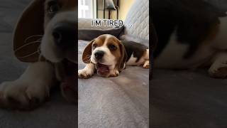 #dog #beagle #puppy #beagleboy #beagledog #pets #beaglepup #cute #funny #funnydog #funnyvideo