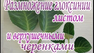 Размножение глоксинии листом и верхушечными черенками. Руководство для начинающих.