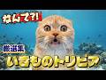 最高のムダ知識!ヘンテコ動物たちに“なんでそうなった!?”が止まらない!笑ってハマる生き物のトリビア