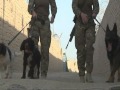 A day in the life of some military dogs and their handlers