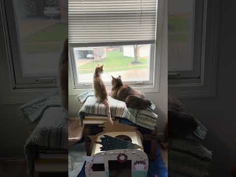Neighborhood Watch - The Cats Keeping An Eye Out
