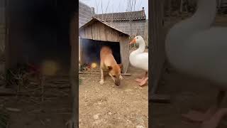 Download Lagu A goose played a prank on a dog.😂👀 #animals   #funny MP3 Download Lagu A goose played a prank on a dog.😂👀 #animals   #funny MP3