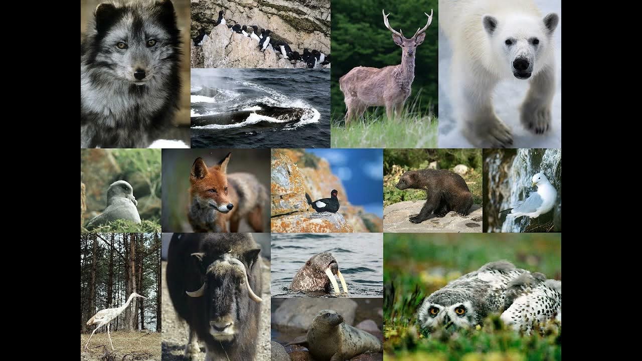 Насколько разнообразны. Животный мир России. Животные заповедника. Заповедник диких животных.