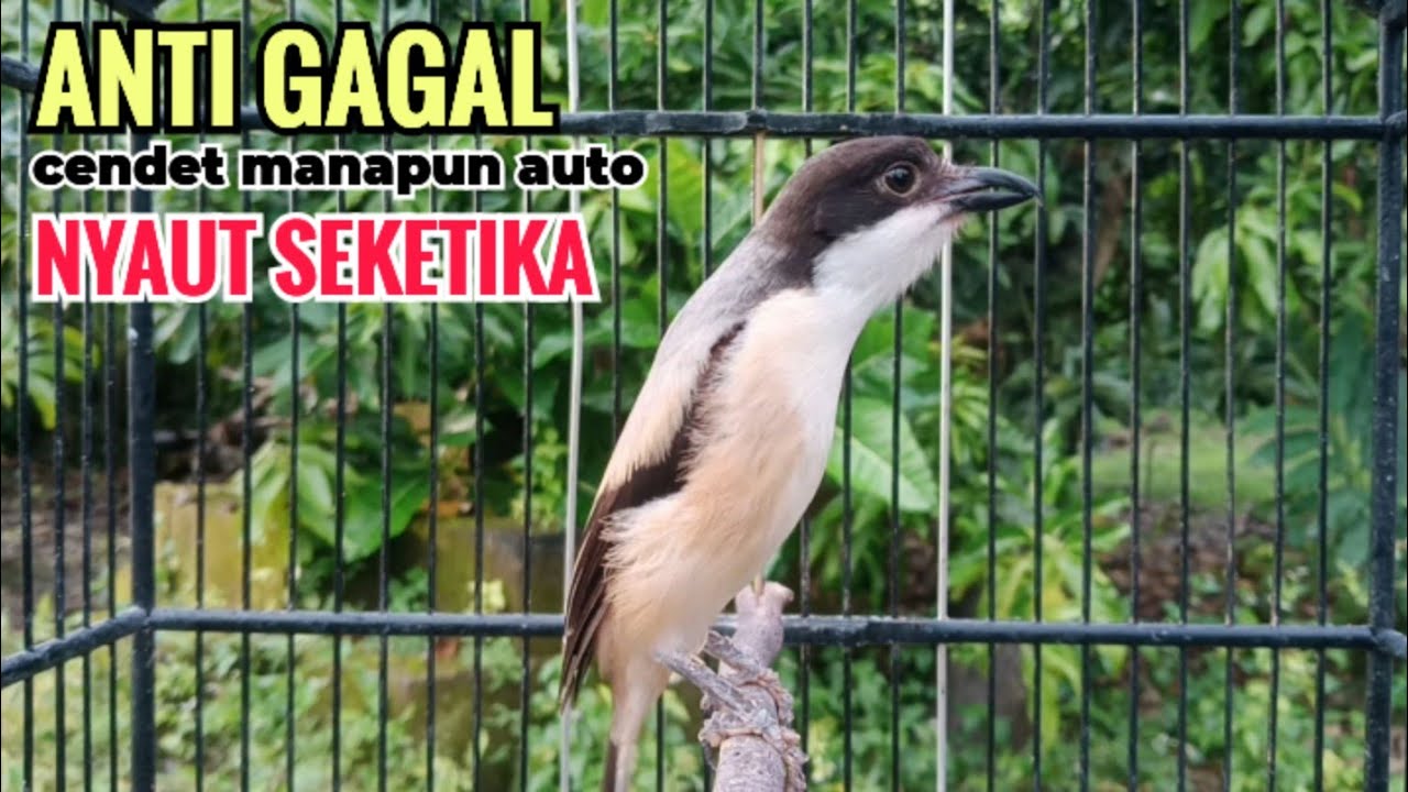 Suara Cendet Gacor Toet toet Efektif Anti Gagal Bikin Cendet Malas pun Langsung Nyaut Bunyi Seketika