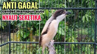 Suara Cendet Gacor Toet toet Efektif Anti Gagal Bikin Cendet Malas pun Langsung Nyaut Bunyi Seketika