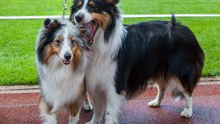 Effective Grooming Tips for Shetland Sheepdogs During Shedding Seasons