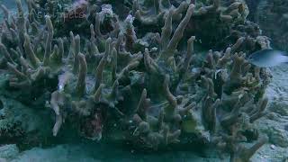 Pectinia Coral On The Great Barrier Reef