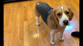 Three tips on how to train your beagle