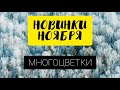 Многоцветные новинки НОЯБРЯ // Петрова // Golden Rose // Эстэ // Степанчук //Белый Кролик // Химера