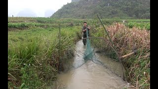 一夜大雨导致水位上涨，小伙用6米大网布置捕鱼陷阱，收获太棒了