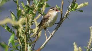 Sedge warbler singing: Nioman river 16-05-2021 by DzVincheuski