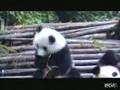 Panda niest