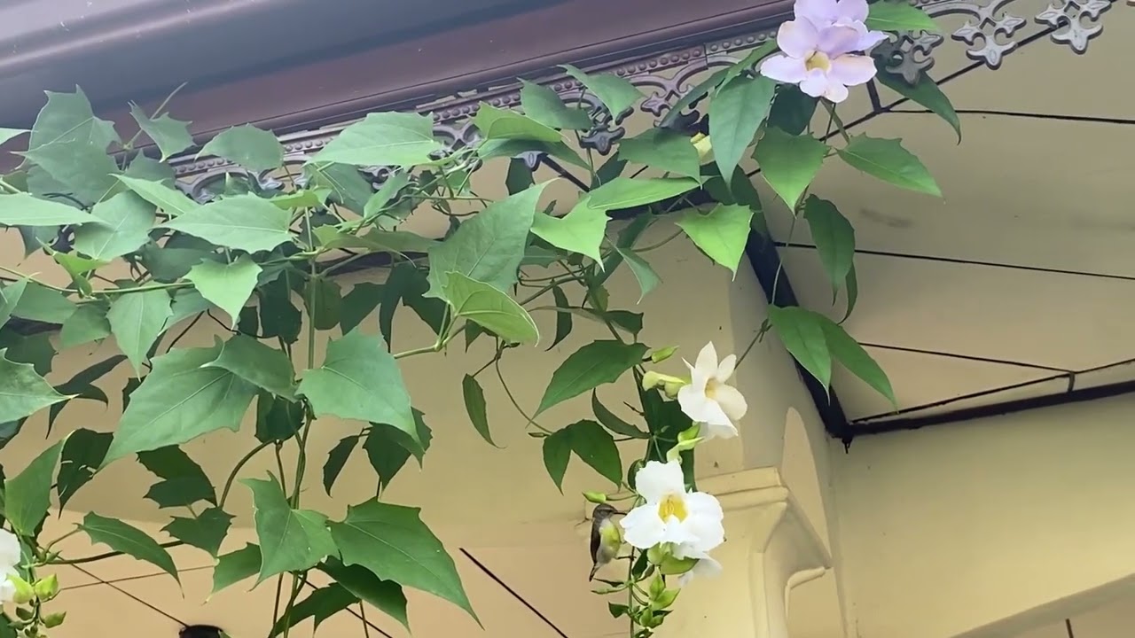 Arch තුන බලමුද 🤗