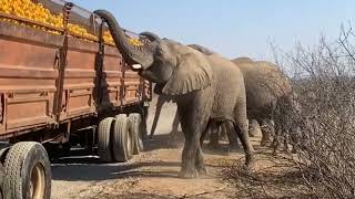 Слоны совершили нпалёт на фуру с апельсинами (ЮАР)