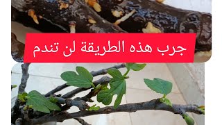 التجدير المائي لأغصان التين جربو هذه الطريقة و لن تندمو