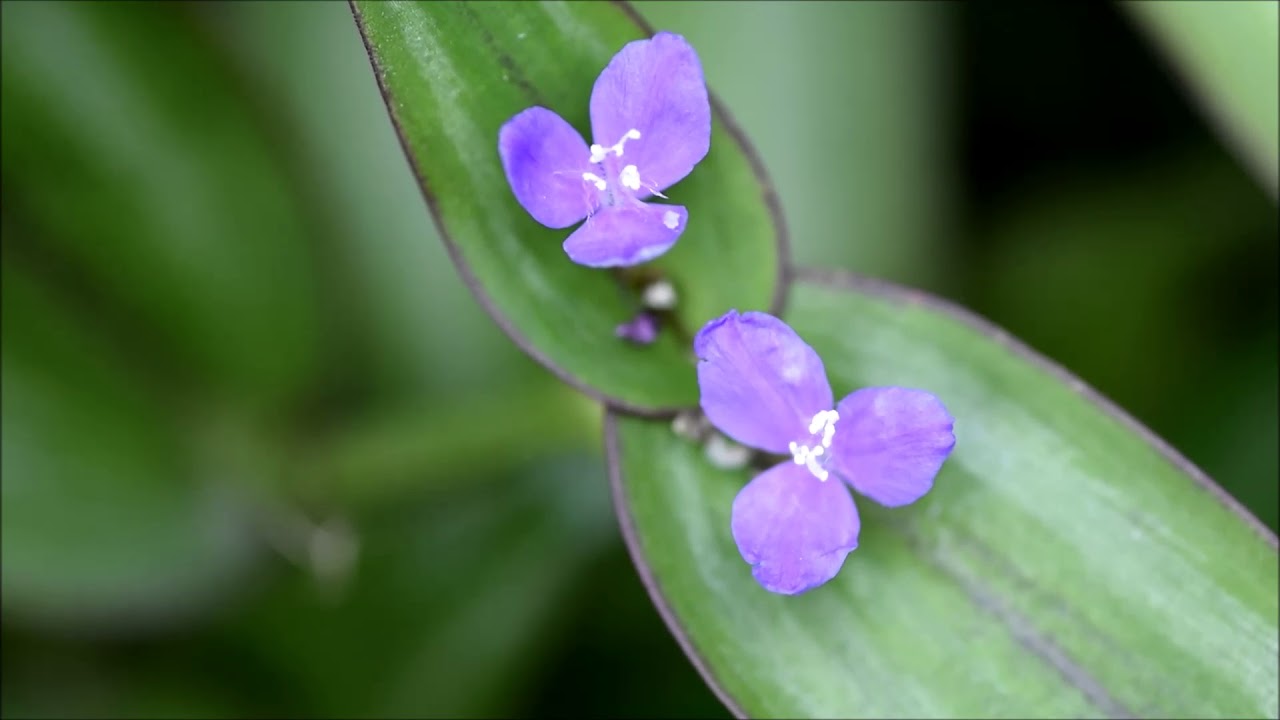 ก้ามปูหลุด ( inch plant )