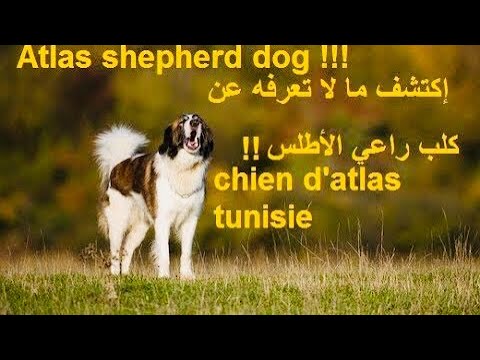 كلب الاطلس العيدي