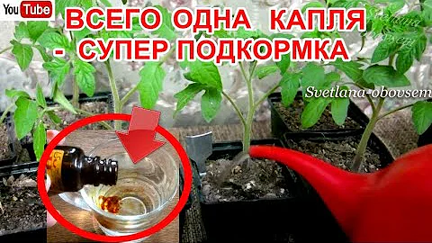 ЭТА ПОДКОРМКА-ОДНА КАПЛЯ ЙОДА+3 ЛИТРА ВОДЫ, ЗАВАЛИТ УРОЖАЕМ И УНИЧТОЖИТ ВОЗБУДИТЕЛЕЙ ЗАБОЛЕВАНИЙ