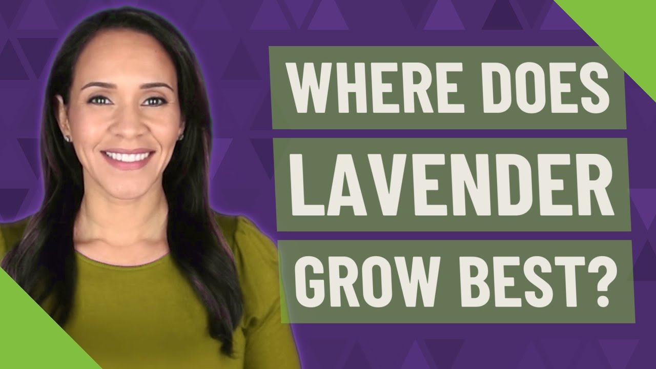Where Does Lavender Grow Best YouTube