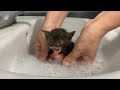 First time bathing a kitten