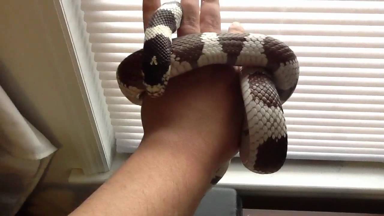 pikachu pokemon My male king snake