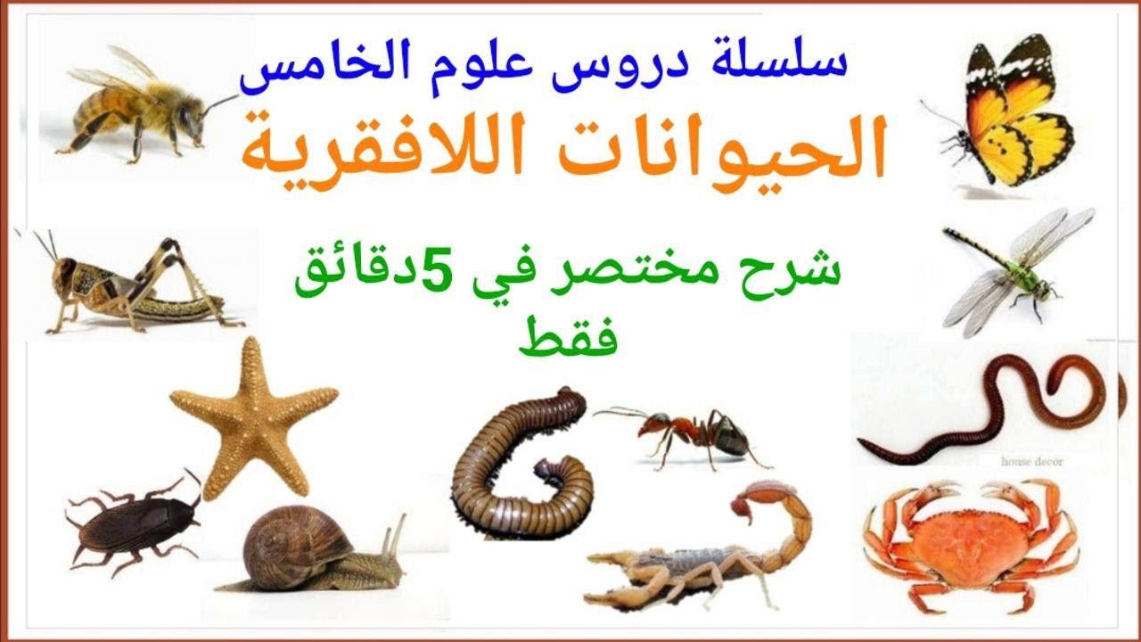 الحيوانات اللافقرية   // للصف الخامس الأبتدائي#زينب_جواد#علوم#scienes