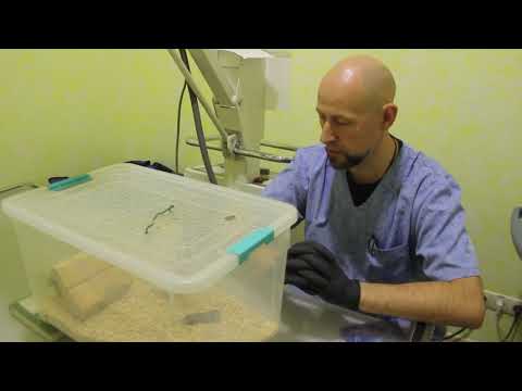 Видео: Инфекция E. Coli у хомяков