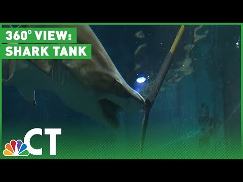 360-Degree View: Shark Tank | NBC Connecticut