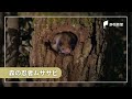 森の忍者ムササビ　闇夜に滑空
