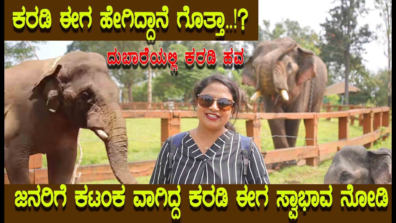 KARADi ELEPHANT ಕರಡಿ ಆನೆ ಈಗ ಹೇಗಿದೆ ಗೊತ್ತ, ಜನರಿಗ ಮಾರಕವಾಗಿದ್ದ ಈಗ ಅವನ ಸ್ವಭಾವ ನೀವೆ ನೋಡಿ