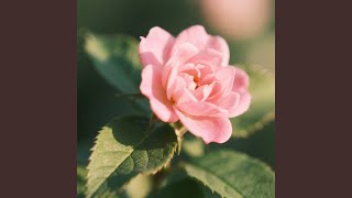 Drop abang roni