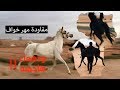 مقاودة مهر خواف والتعامل معه - ودهماء هاجمته ! فيديو اليوم غير