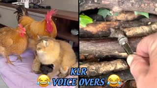 Best Animal Voiceovers - The Great Cheespiracy (Ep. 44) by KLR Productions 53,309 views 2 months ago 2 minutes, 17 seconds