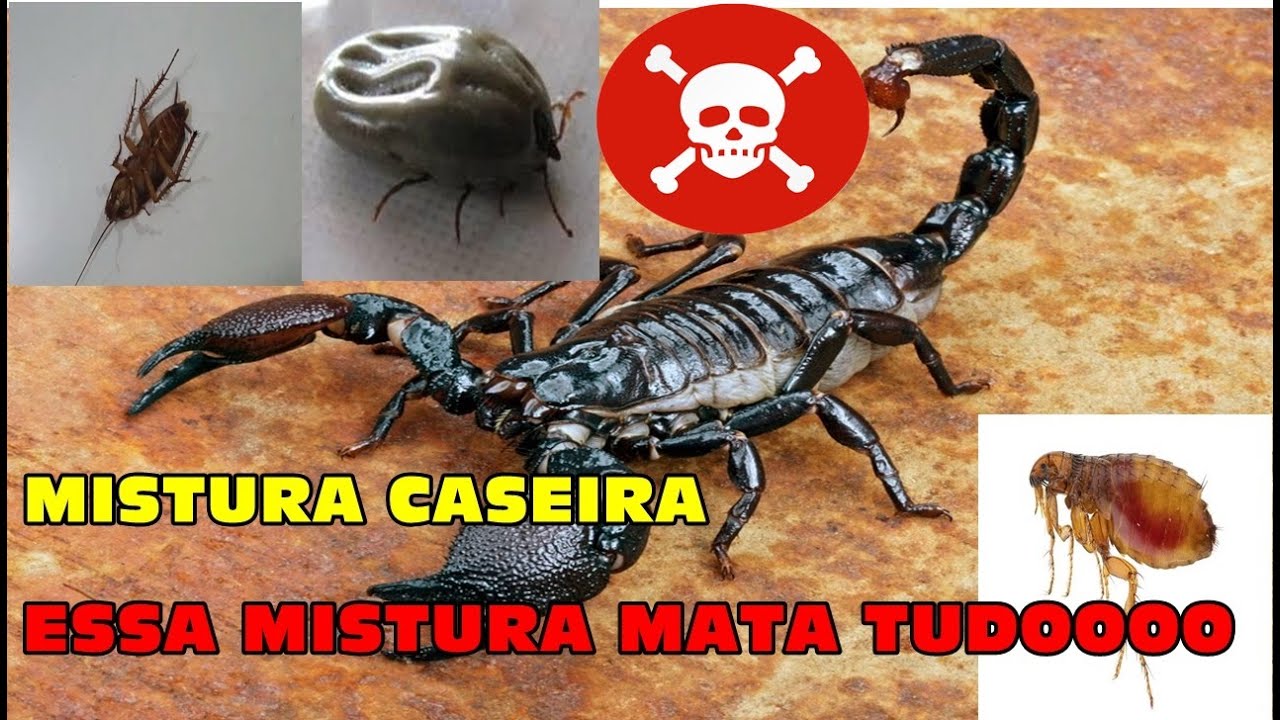 COQUETEL PRA ACABAR COM OS ESCORPIOES YouTube COQUETEL PRA ACABAR COM OS ESCORPIOES YouTube