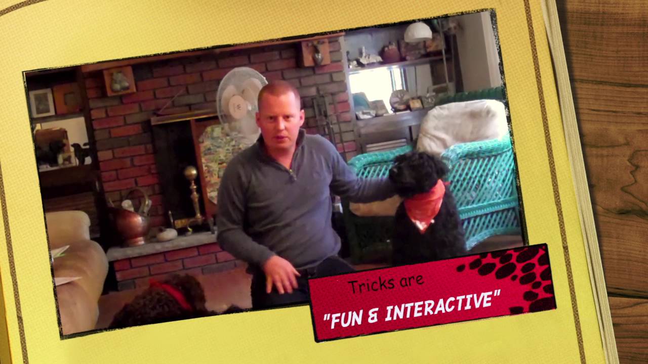 Train4Fun Novice Dog Tricks Spark Team YouTube train4fun-novice-dog-tricks-spark-team-youtube