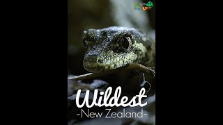Дикая Новая Зеландия / Wildest New Zealand Серия 4 Наследие океана 4К