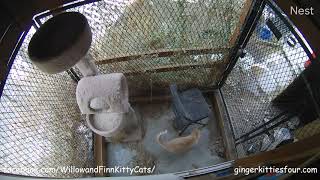 Kitty Cat having fun in Catio by Ginger Kitties Four 2,601 views 3 years ago 3 minutes, 46 seconds