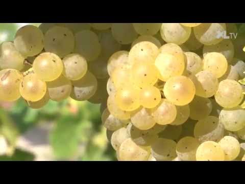 C'est le temps des vendanges &agrave; Ognoas