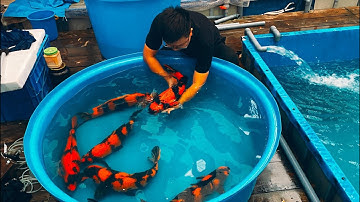 Cách Chọn Một Em Cá Koi Cọp Đỏ (Hi Utsuri) Đẹp