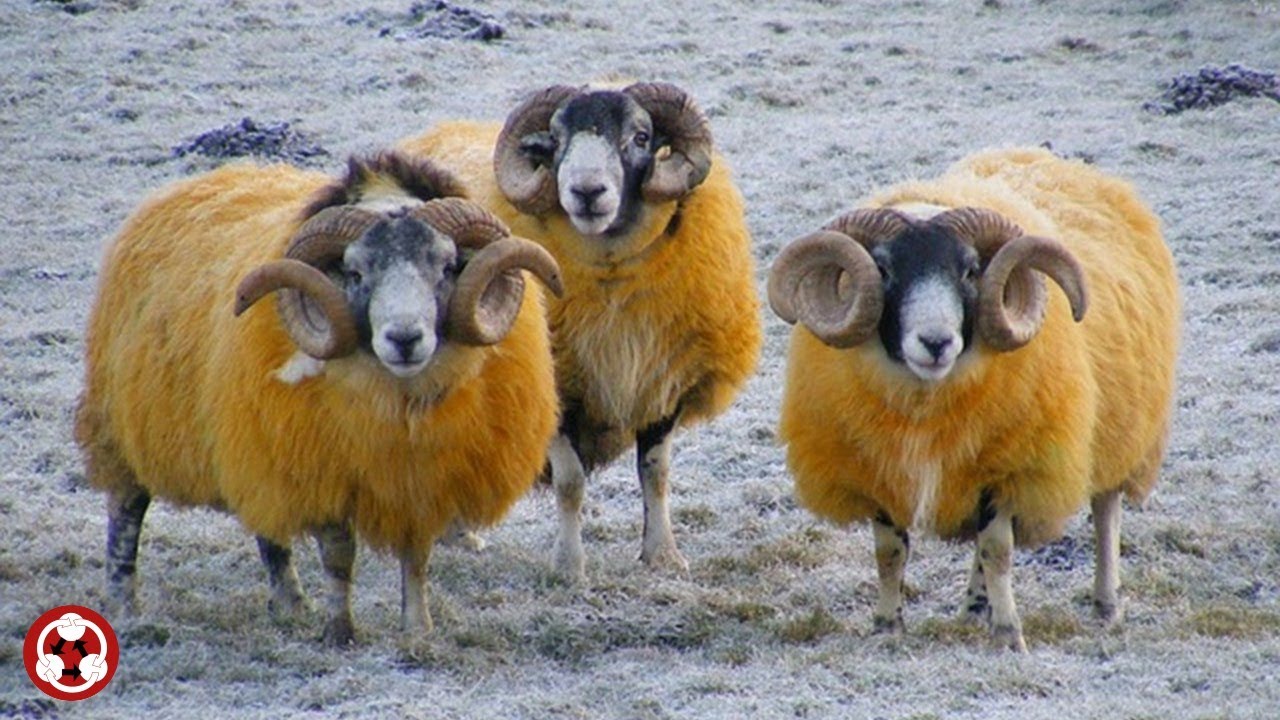 Animals How to pronounce sheep, schaap, mouton, Schaf, får, pecora