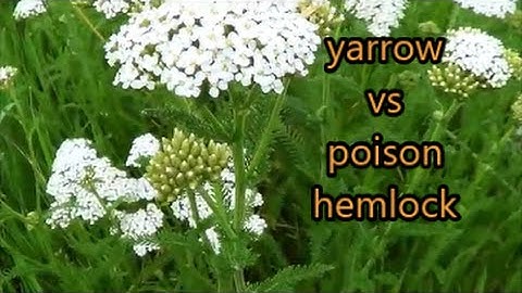 yarrow versus poison hemlock
