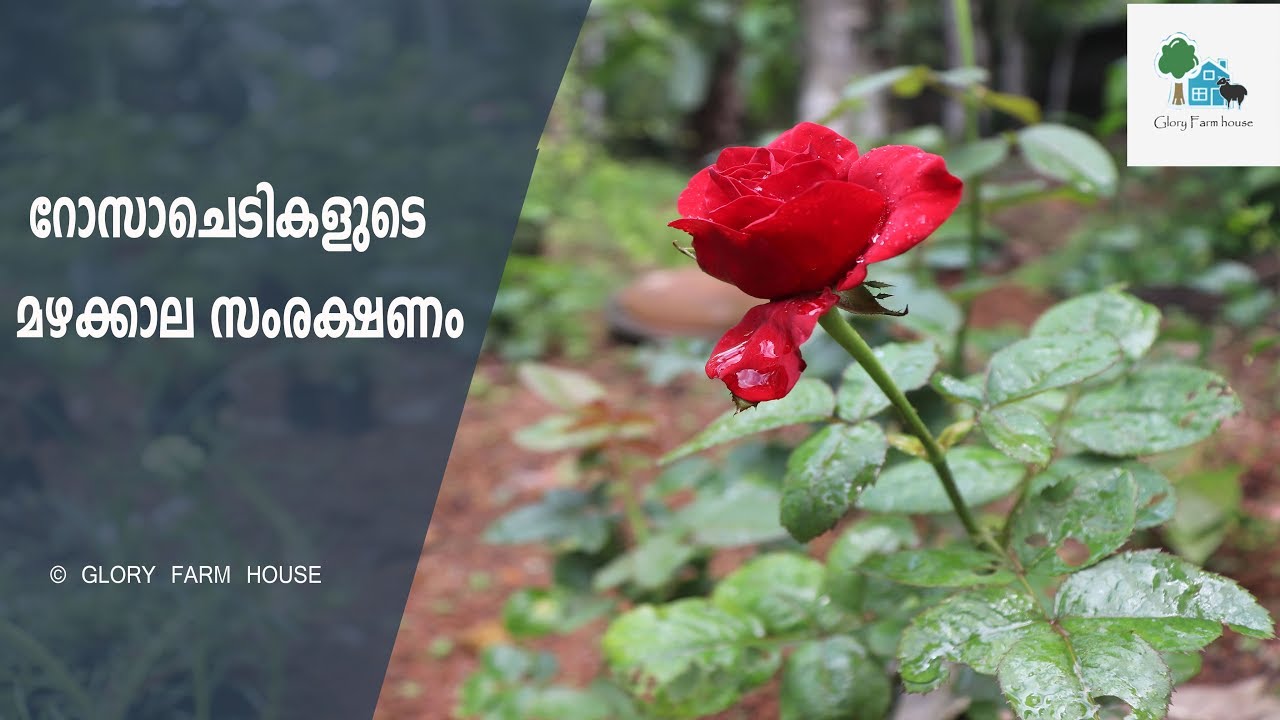 റോസ് ചെടികളുടെ മഴക്കാല സംരക്ഷണം Rose Plants Monsoon Care YouTube